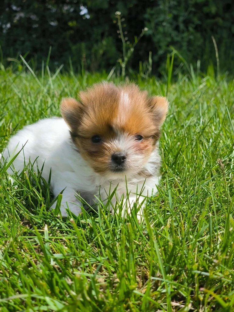 Prachtige boomer pups, bij ons geboren, Parvo, België, 8 tot 15 weken, Meerdere