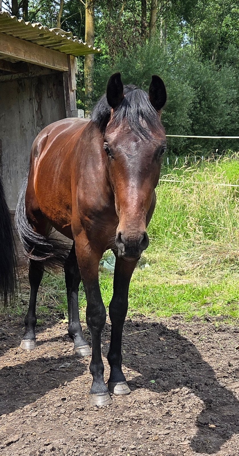 2 jarige Hengst Fürst Dior x United, Étalon