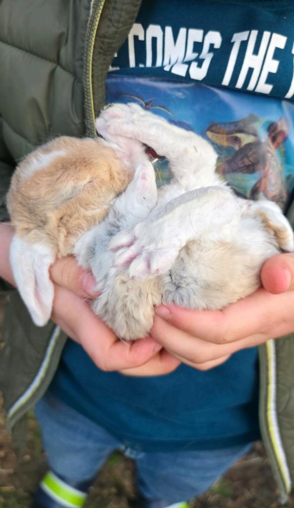 2 rammetjes te koop 6 weken, Dieren en Toebehoren, Konijnen
