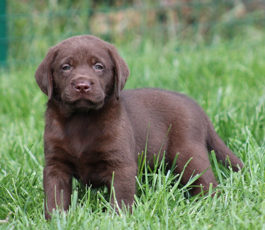 Labrador pups Chocolade, België, 8 tot 15 weken, Labrador retriever, Meerdere