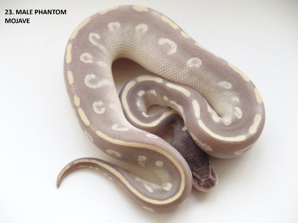 Koningspythons nakweek 2026 Ball Python photo 23