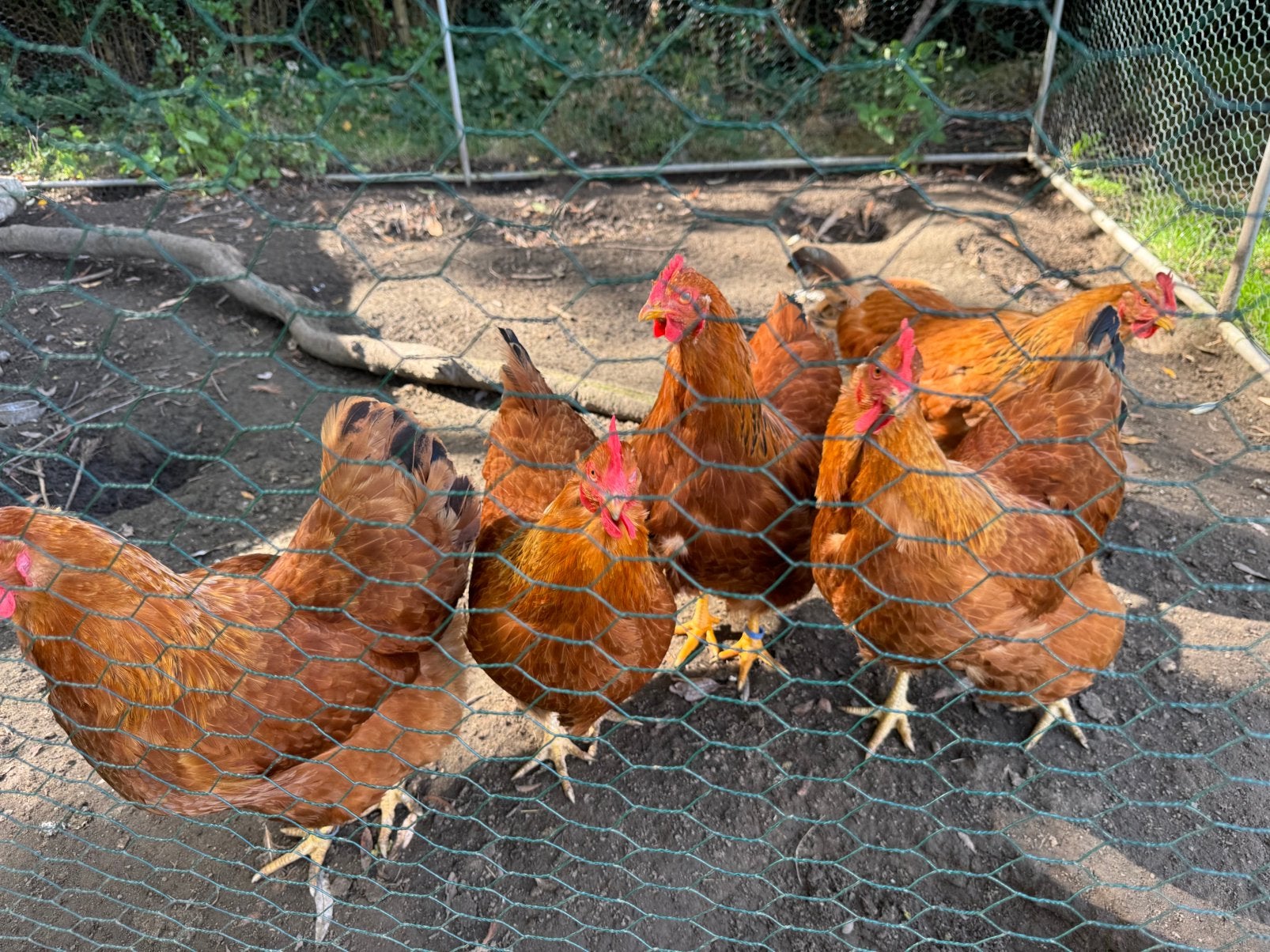 5 New Hampshire hennen, Femelle, Poule ou poulet