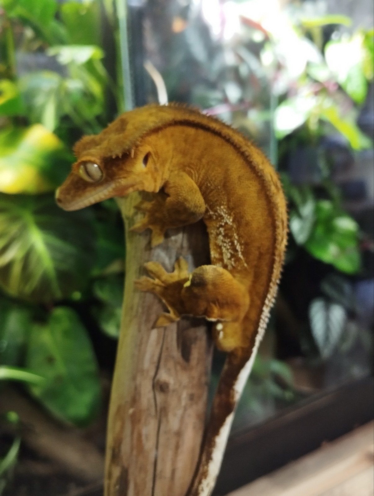 Wimpergekko man, Animaux & Accessoires, Reptiles & Amphibiens, Autres espèces, Domestique, 3 à 6 ans