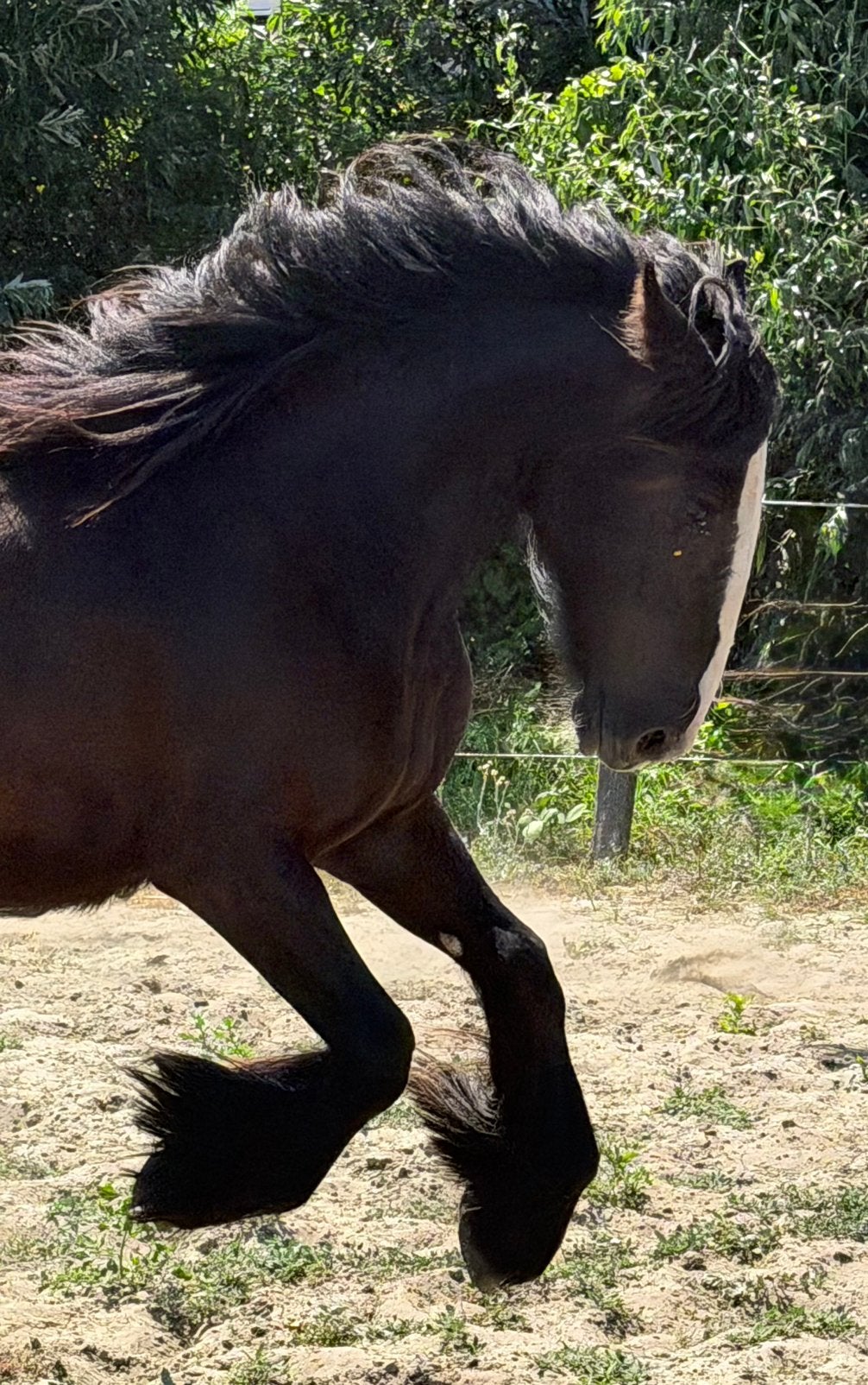 1,5 jarige Irish cob met een prachtig karakter en looks !, Dieren en Toebehoren, Met stamboom, 0 tot 2 jaar, Recreatiepony, Merrie