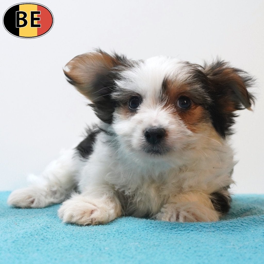 X Biewer Yorkshire (mâles) chiots à vendre, Commerçant, Chien (mâle), Autres races, Belgique