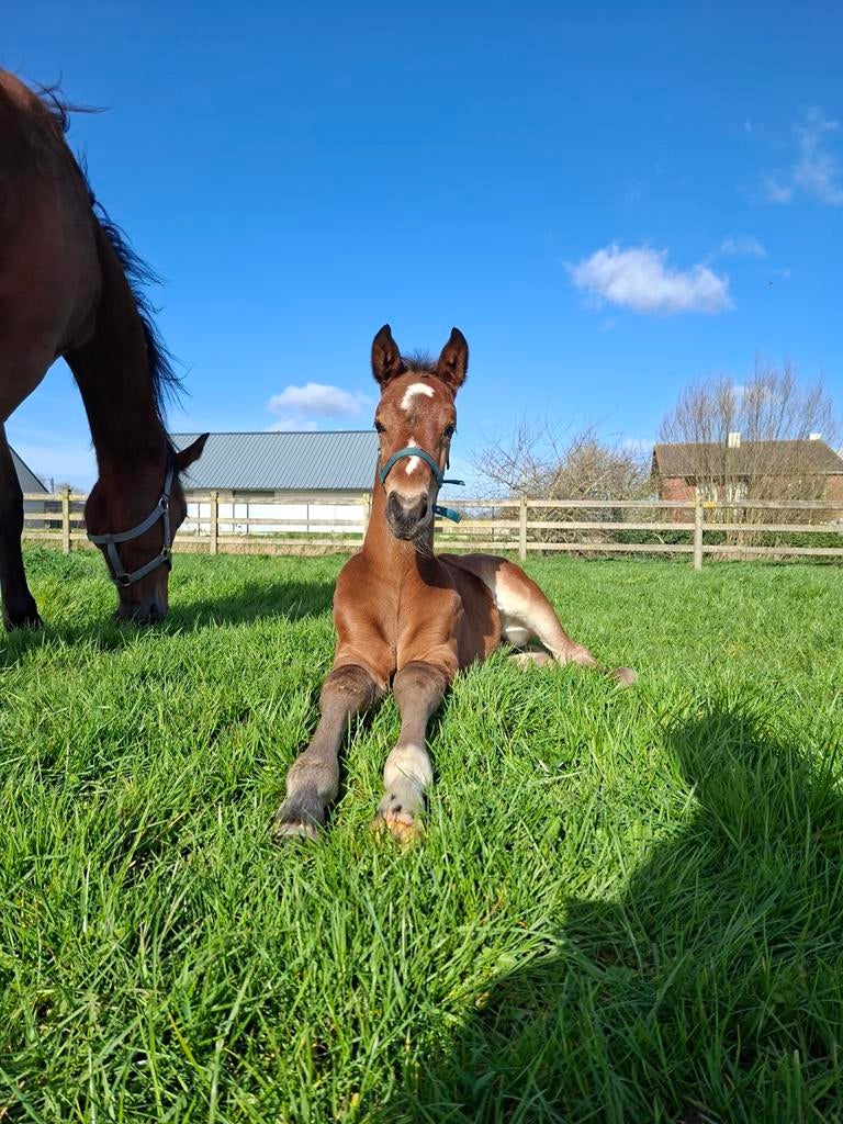 Veulens, jaarlingen, 2jaarse springpaard met stamboom, Dieren en Toebehoren, Paarden, Met stamboom