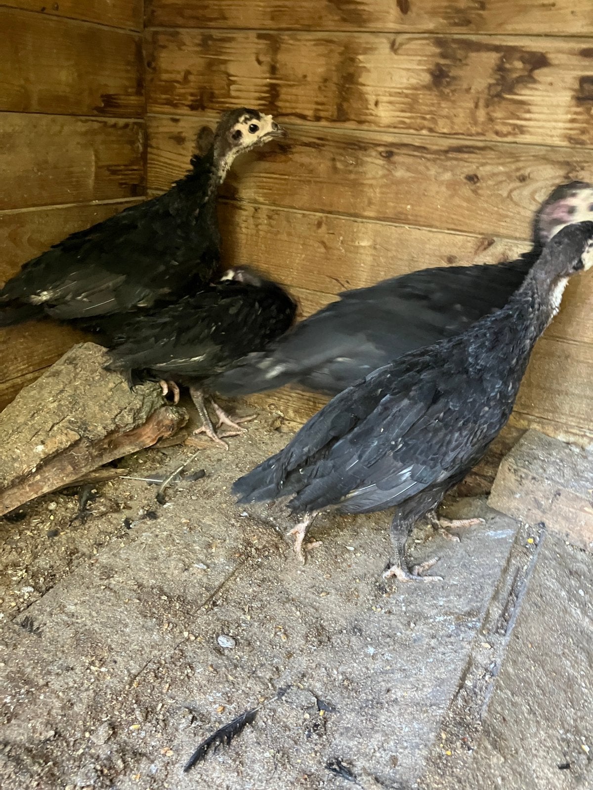 Jonge gerskalkoenen te koop, Dieren en Toebehoren, Kalkoen