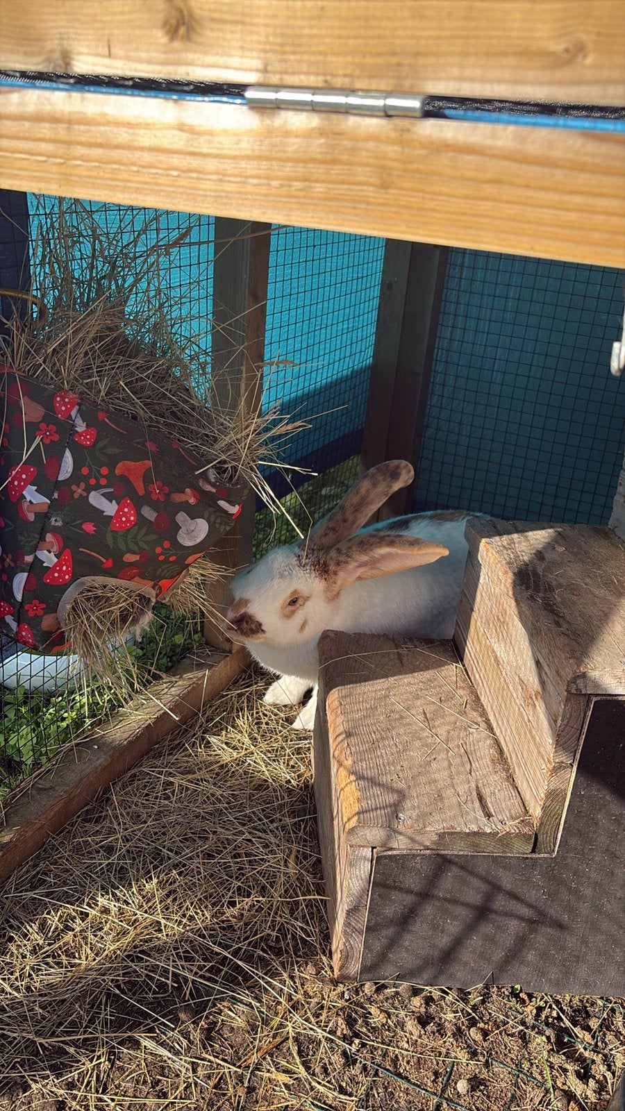 Reuze vlinder ram, Mannelijk, Groot, 0 tot 2 jaar