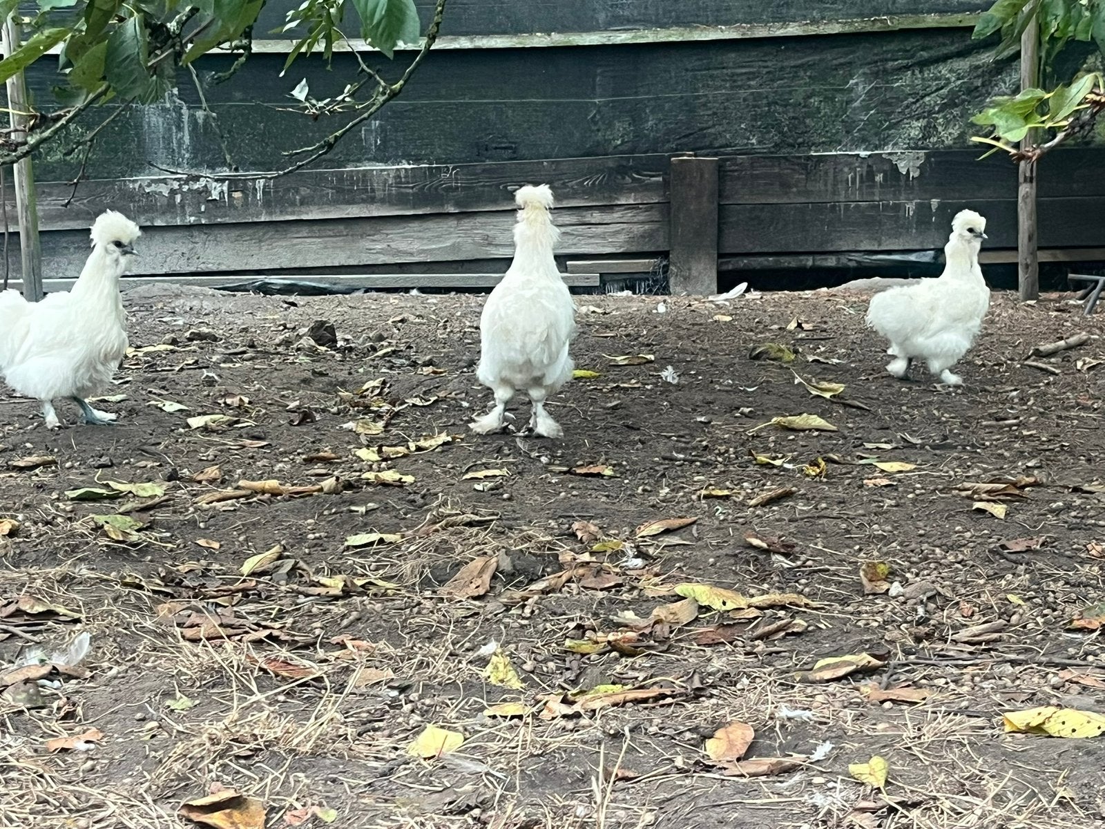 Trio witte  zijdehoenen, Dieren en Toebehoren, Meerdere dieren, Kip