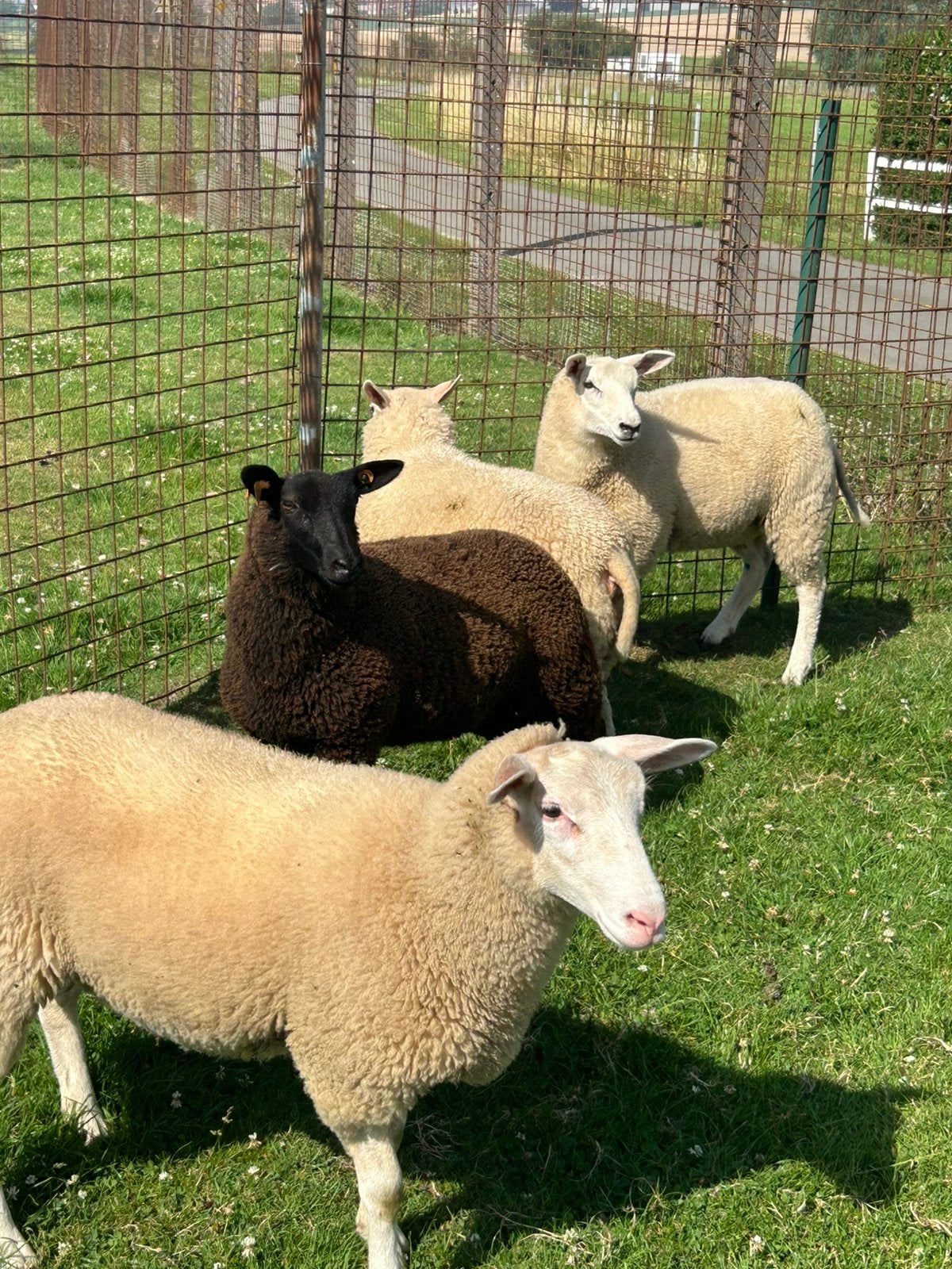 4 mooie jonge ooien kruising swifter, Vrouwelijk, Schaap