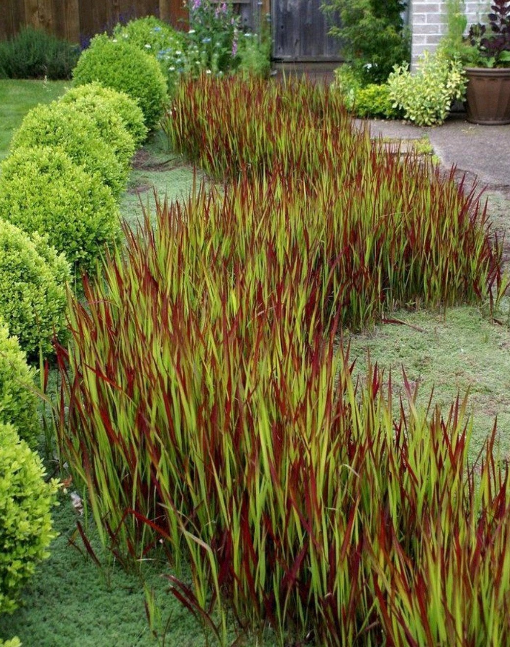 Imperata Red Baron, Tuin en Terras, Ophalen, Zomer, Volle zon
