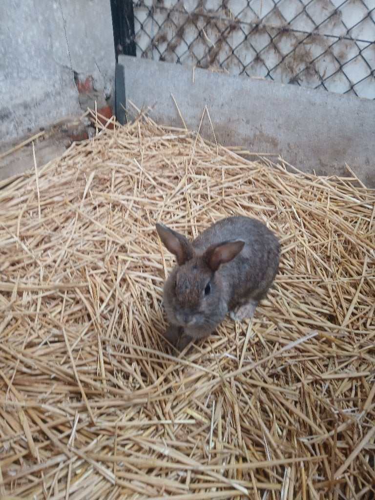 Dwergkonijn, Dieren en Toebehoren, Meerdere dieren, Dwerg, 0 tot 2 jaar