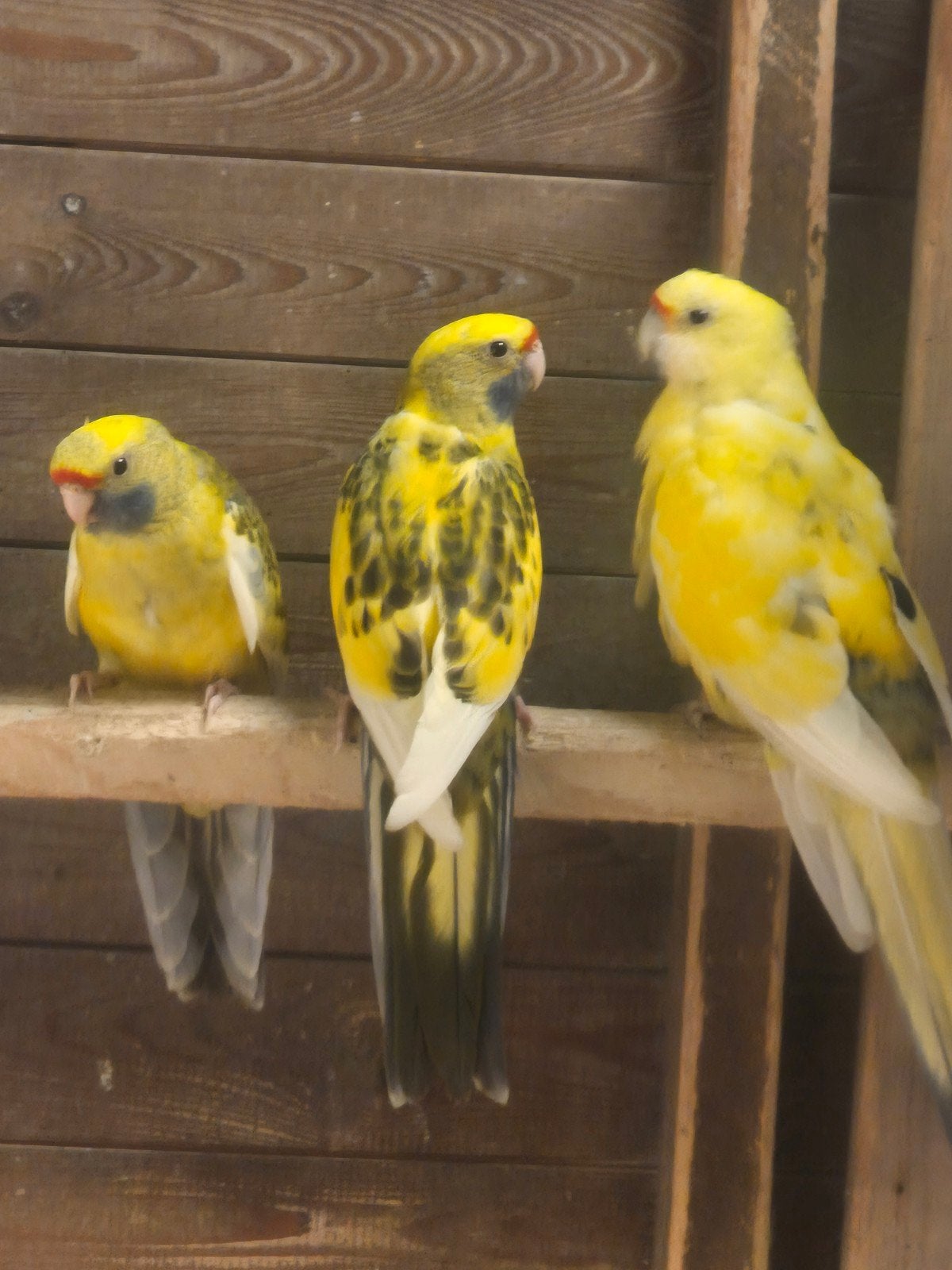 geelbuik rosella