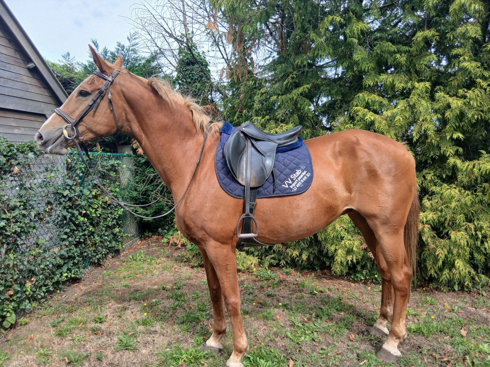 11jarige merrie, Dieren en Toebehoren, Pony's