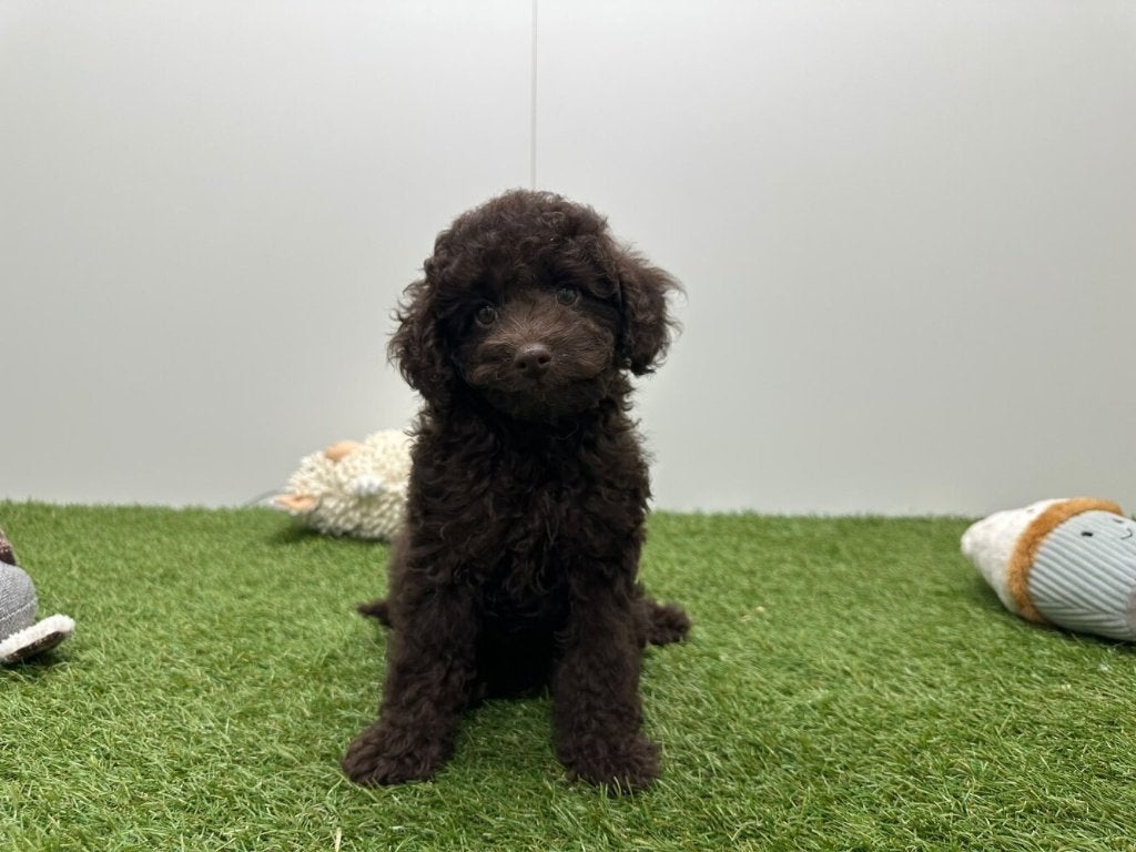 Dwergpoedel pups, Dieren en Toebehoren, Poedel, België, 8 tot 15 weken, CDV (hondenziekte)