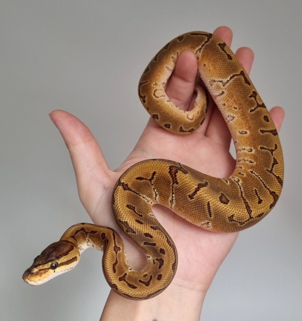0.1 special pinstripe enchi het piebald koningspython Ball Python photo 3