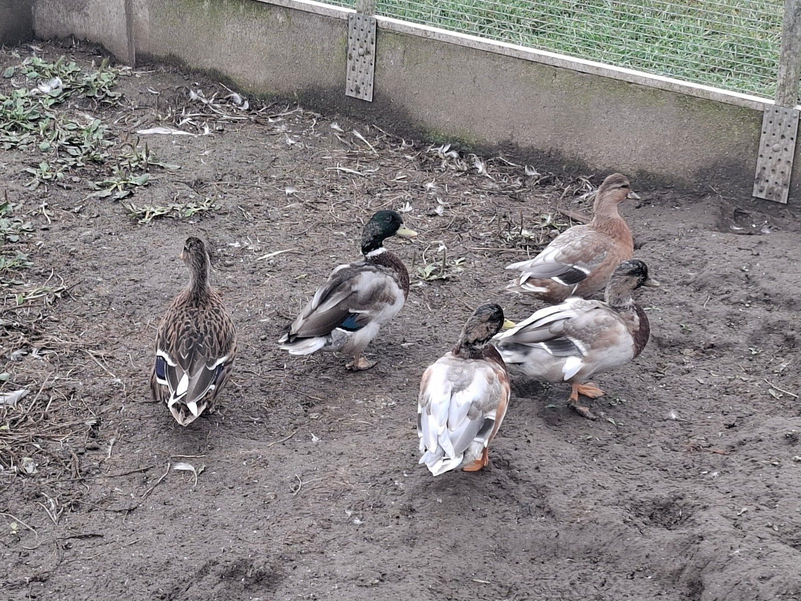 Hollandse kwakers, Dieren en Toebehoren, Meerdere dieren, Eend