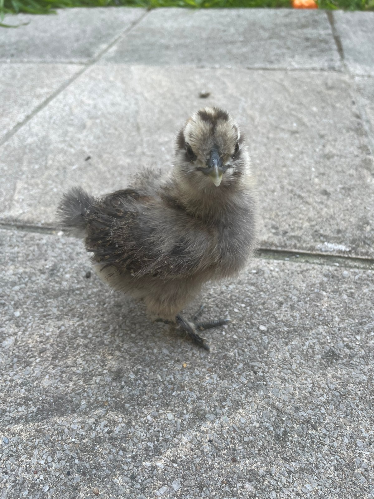 Kuikens te koop, Dieren en Toebehoren, Pluimvee, Geslacht onbekend, Kip