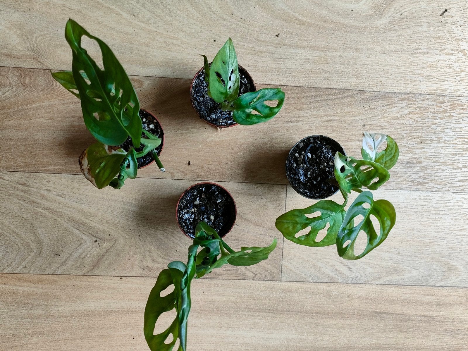 Monstera adansonii variegata stekken te koop, Ophalen