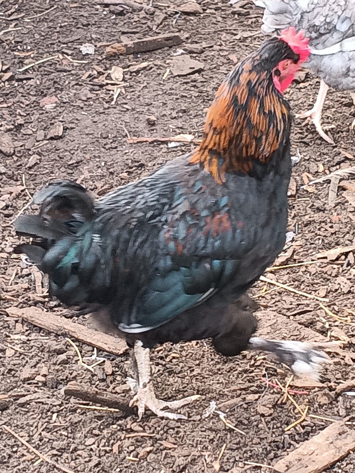haanen , manelijk, Dieren en Toebehoren