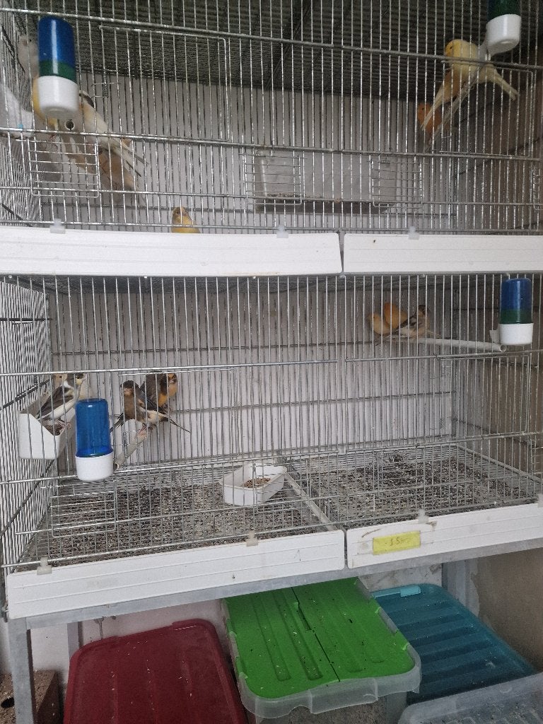 Kanaries poppen, Dieren en Toebehoren, Vogels | Kanaries, Vrouwelijk, Kleurkanarie