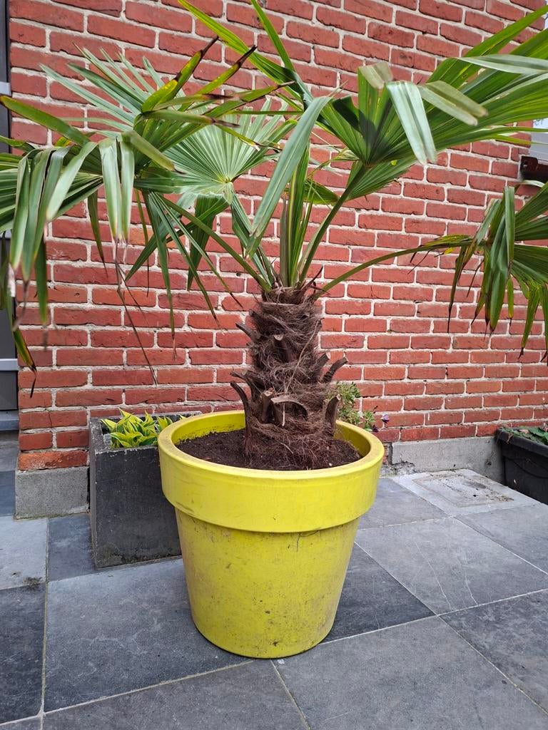 Waaierpalm in pot, Ophalen