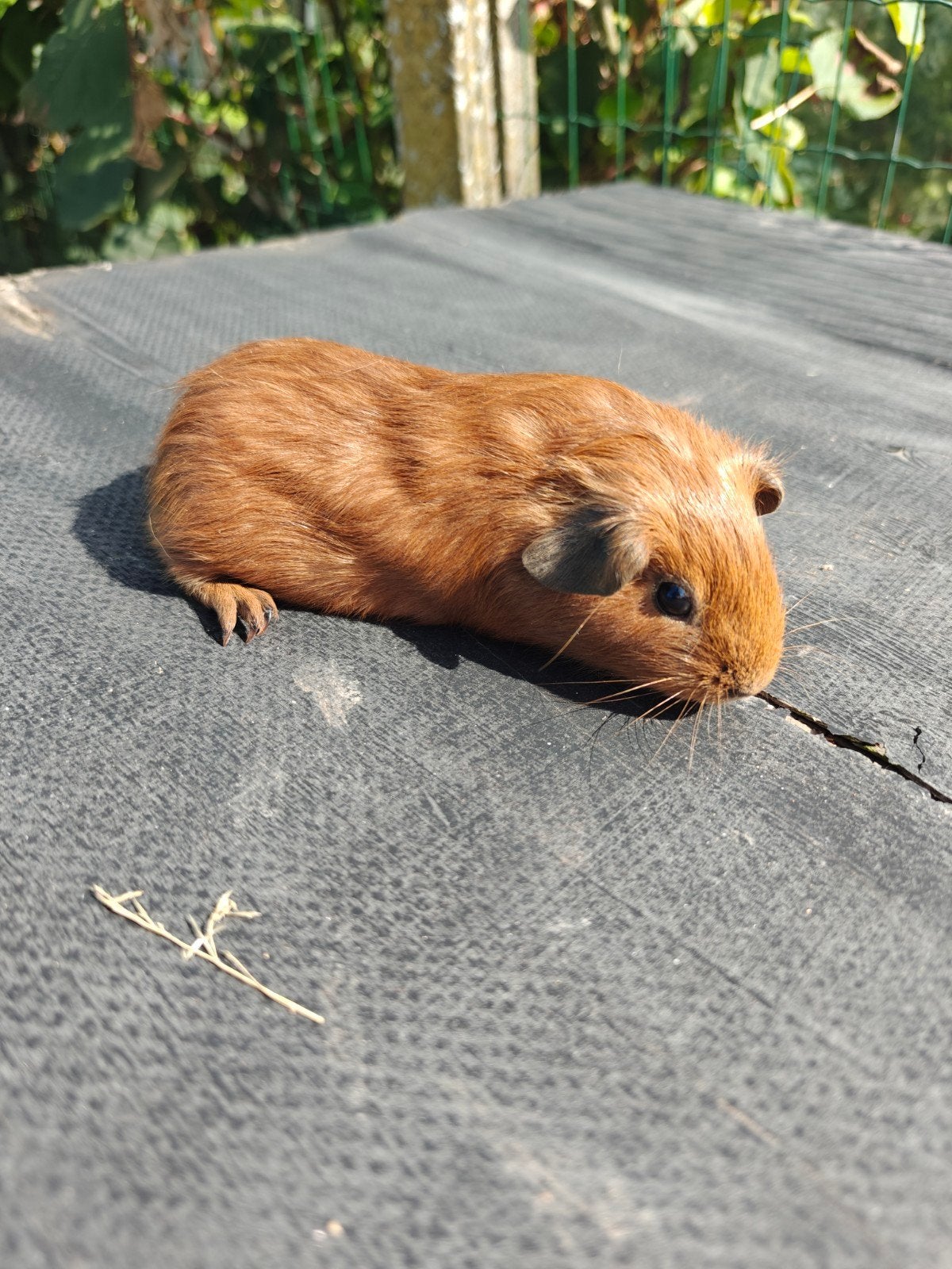 Jonge (ras)cavia's california, Dieren en Toebehoren, Knaagdieren, Cavia, Juli, Meerdere dieren, Tam
