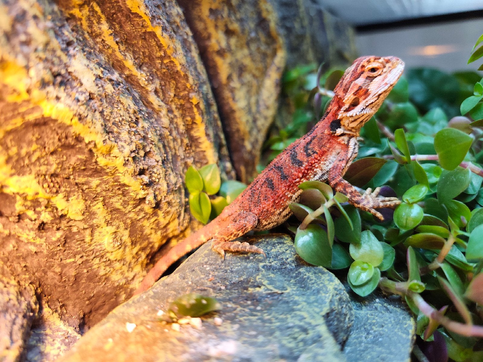 Bearded dragon Red tiger, Animaux & Accessoires, Reptiles & Amphibiens, Lézard, Domestique, 0 à 2 ans