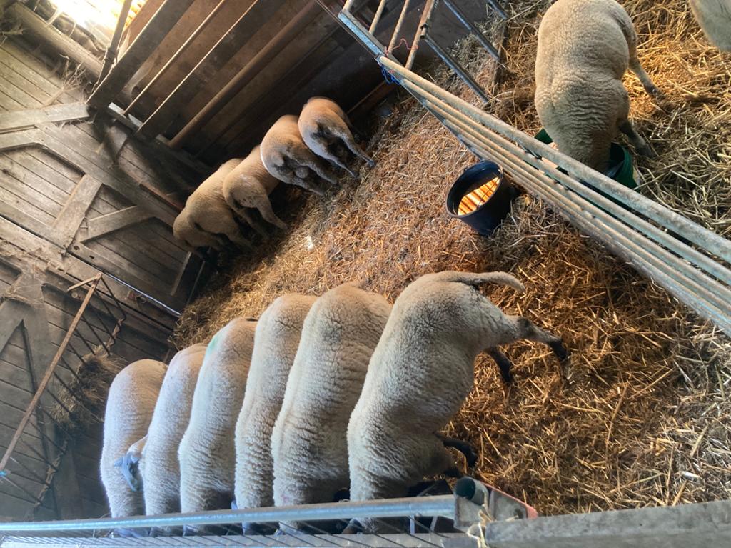 Nog 3 bleu du Maine ooitjes te koop 4 maanden, Dieren en Toebehoren