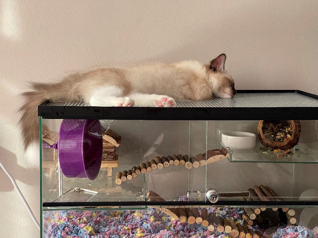 Kattenbestendig gerbilarium met stevige constructie, Minder dan 60 cm, Nieuw, Ophalen of Verzenden, Hok