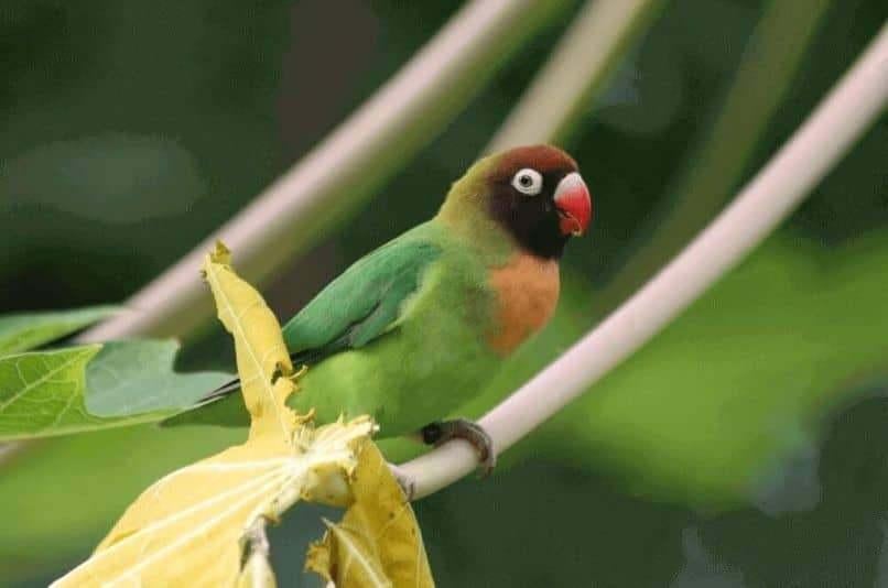 Agapornis nigrigenis, Vrouwelijk, Dwergpapegaai of Agapornis, Geringd
