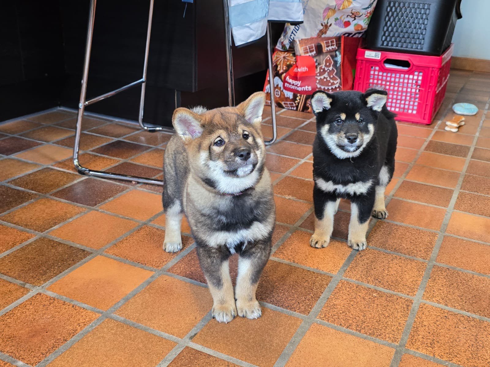 Shiba inu pups - 10 weken - stamboom - gezondheidstesten, Dieren en Toebehoren, België, Fokker | Hobbymatig, Overige rassen, Meerdere
