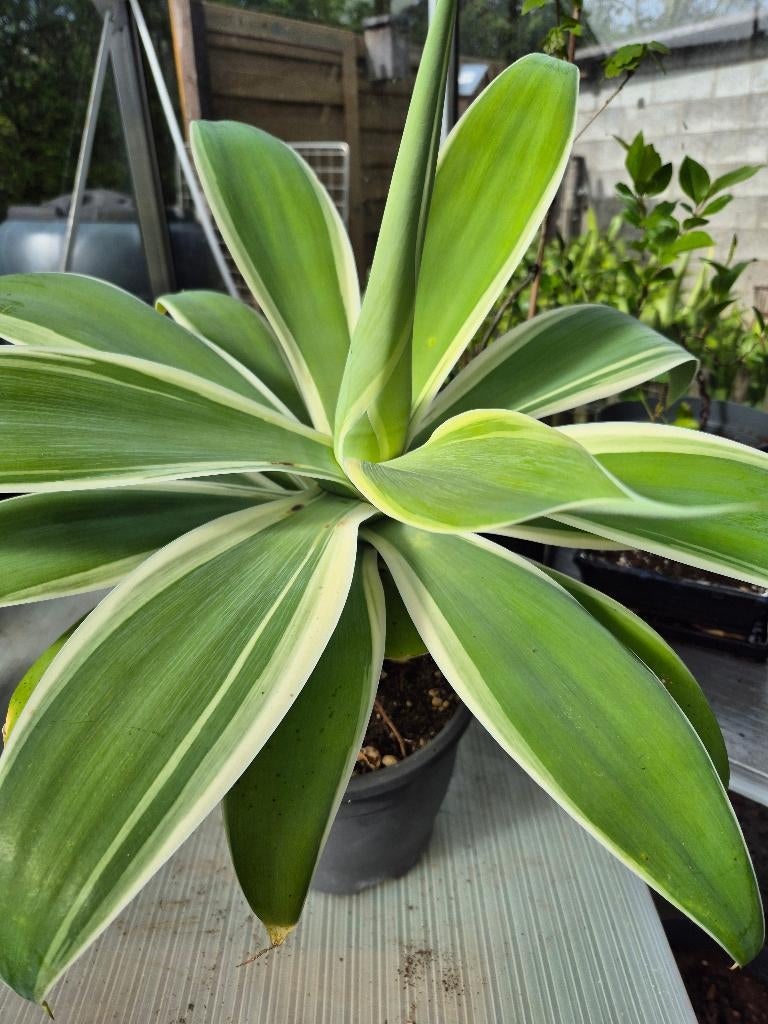 Agave attenuata, Enlèvement, Plante fixe, Autres espèces