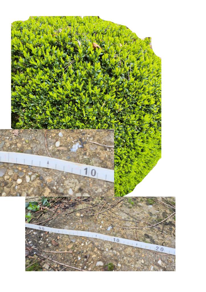 Buxus, Ophalen, Vaste plant, Overige soorten