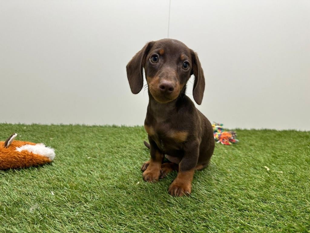 Dwergteckel pups - gladharig, België, 8 tot 15 weken, Korthaar, Dwerg