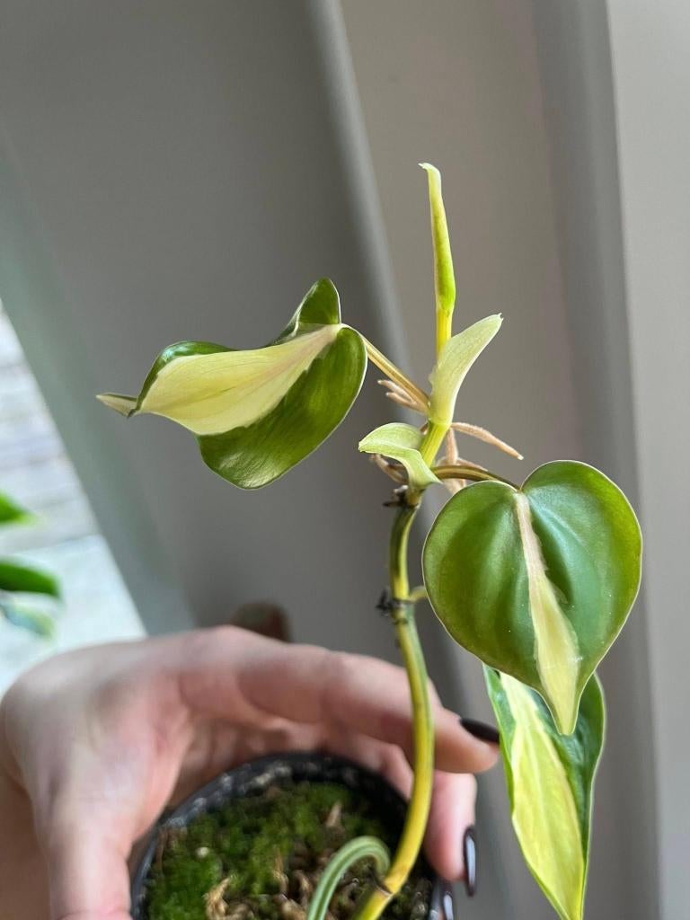 Philodendron Cream Splash, Ophalen of Verzenden