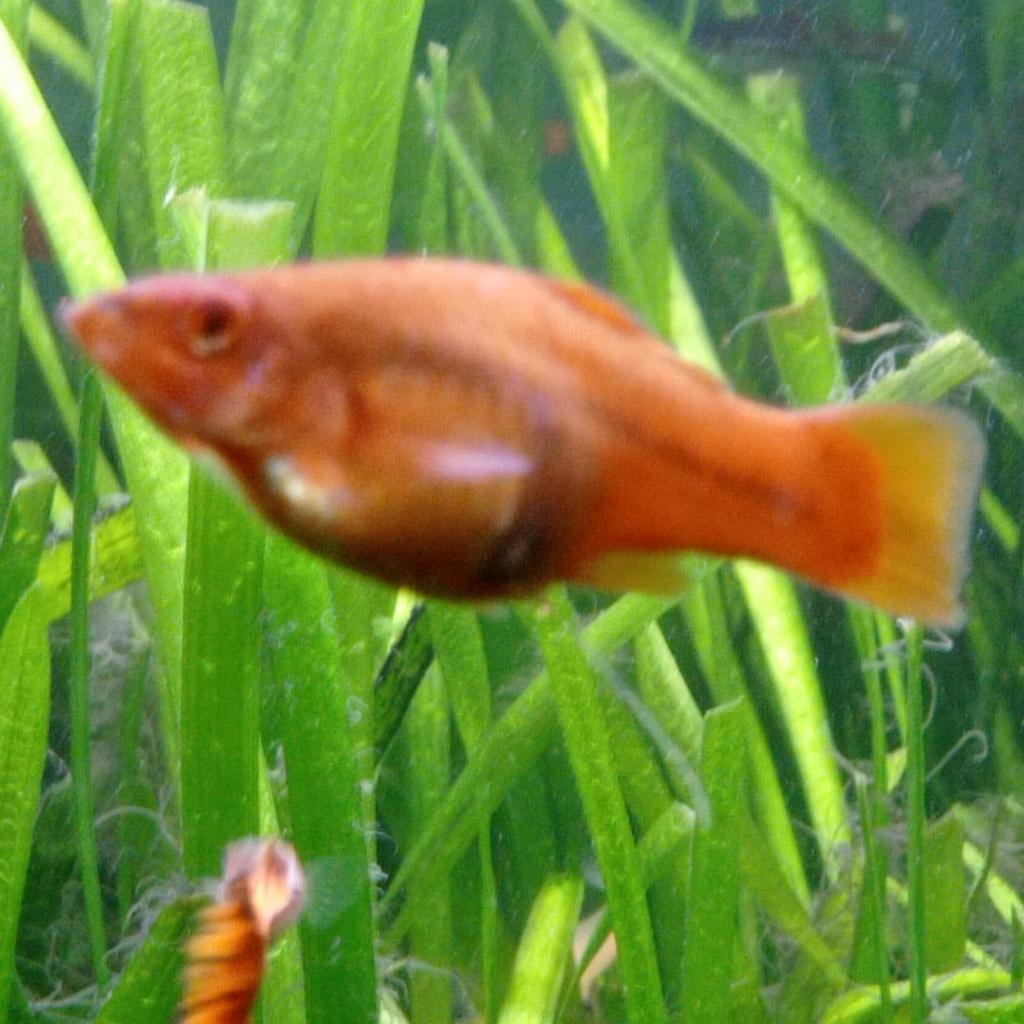Guppys zwaarddragers platys te koop, Dieren en Toebehoren
