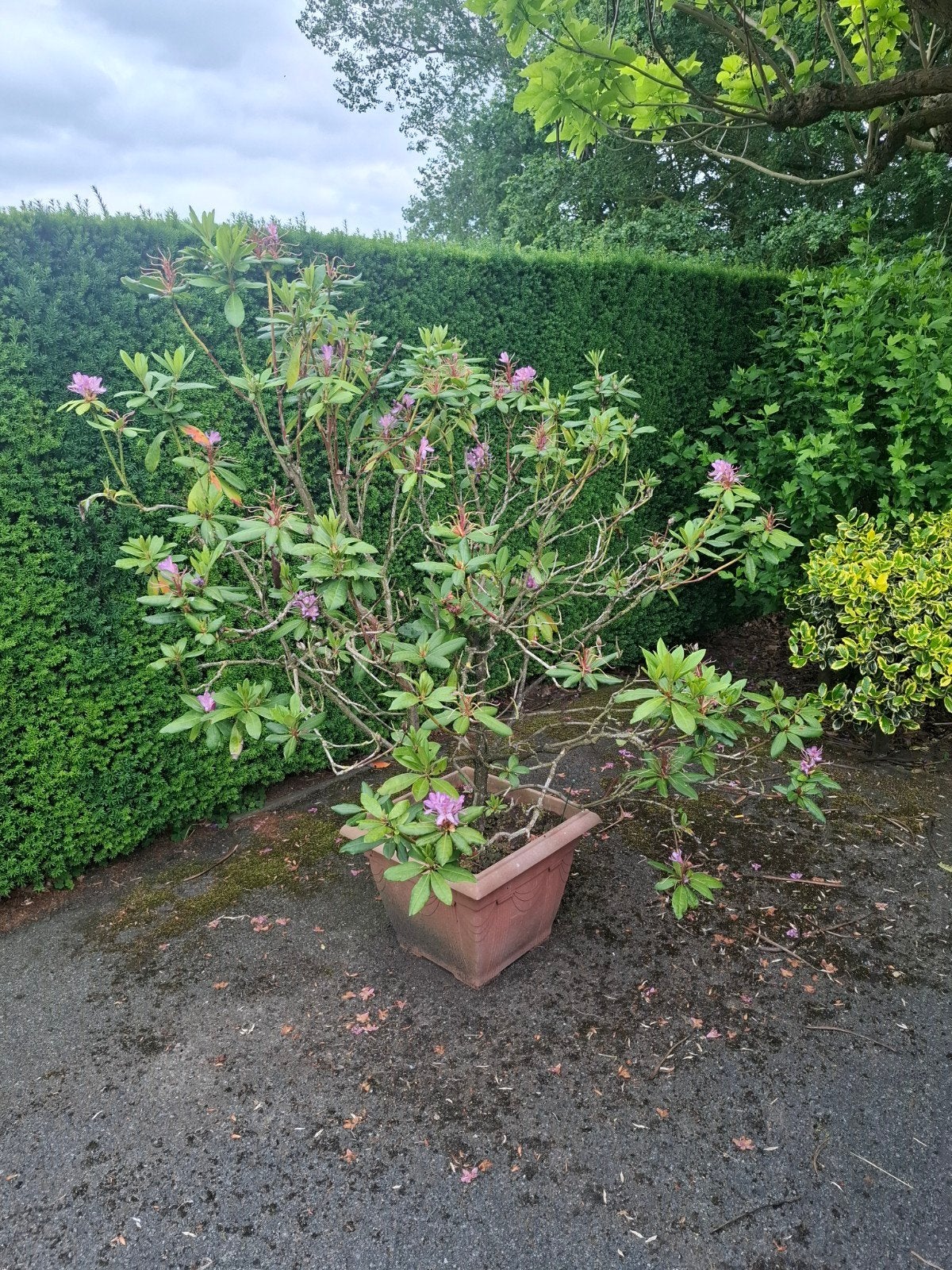 Pontische rhododendron in pot 140cm, Ophalen, Rhododendron