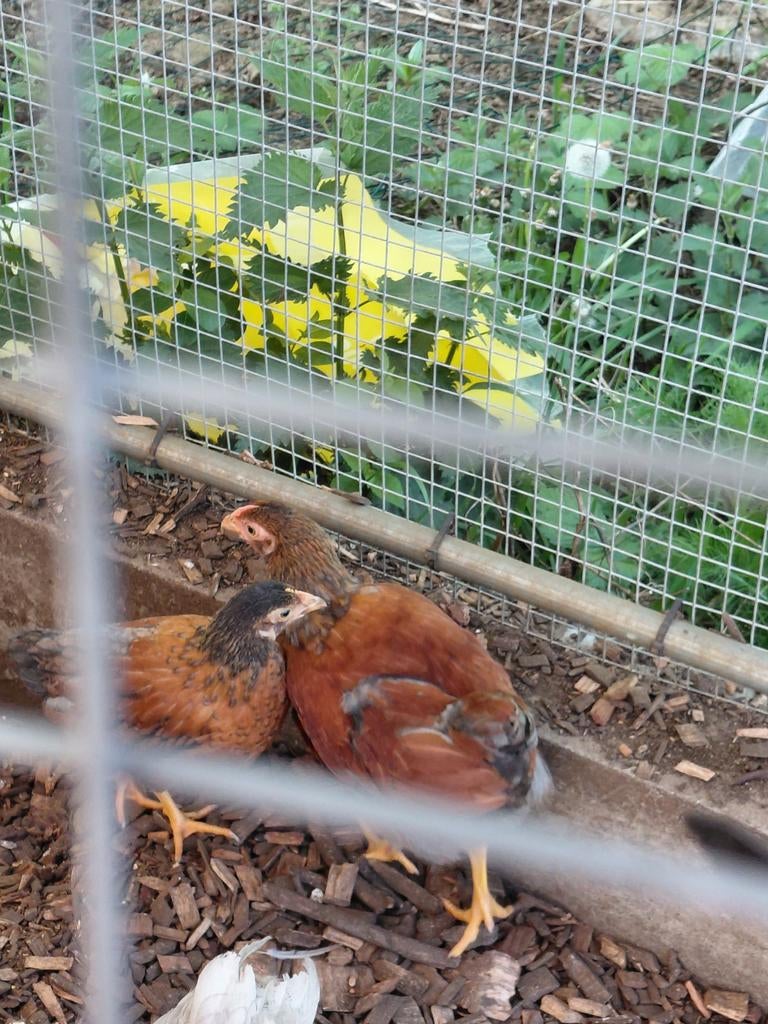 Poules bantam Wyandotte