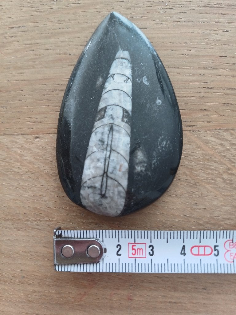 Très beau fossile d'Orthocère poli, Enlèvement ou Envoi, Fossile