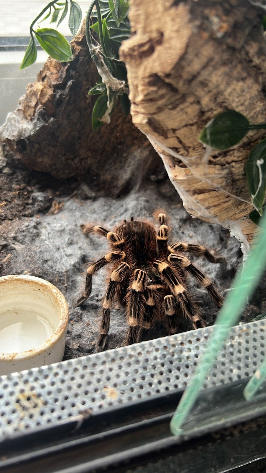 Aphonopelma Seemanni met terrarium, Animaux & Accessoires, Avec terrarium