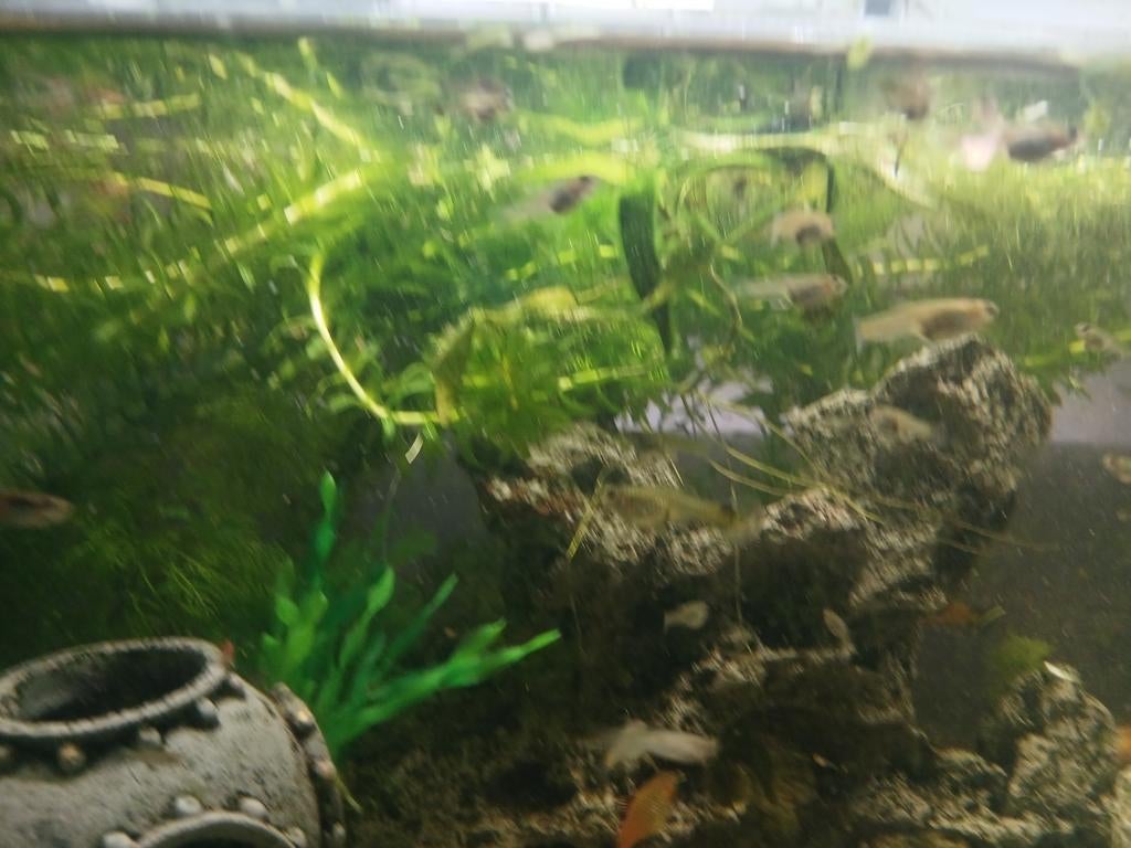 Jonge guppy's te koop, Dieren en Toebehoren