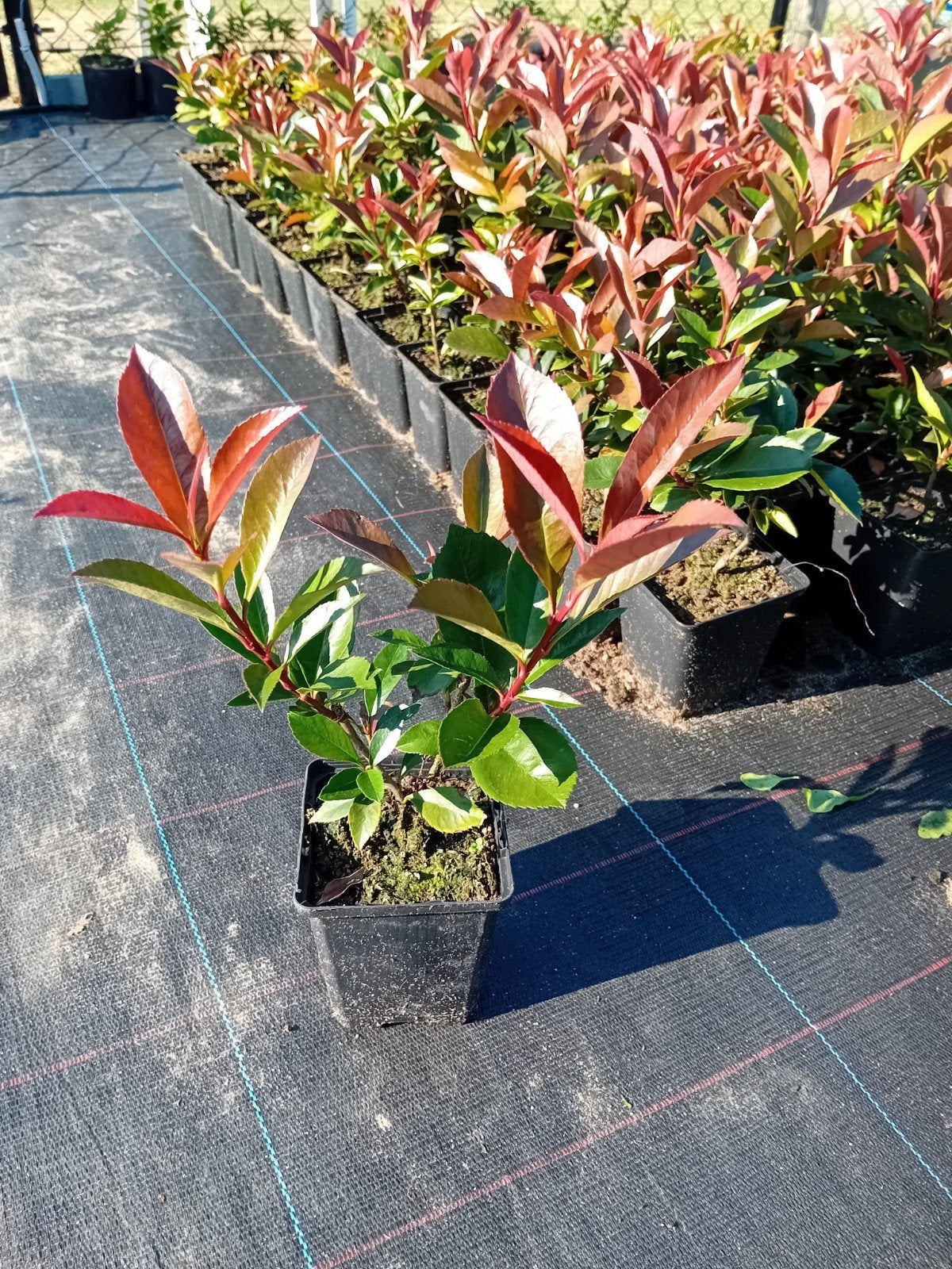 Photinia Red Robin, Tuin en Terras, Ophalen
