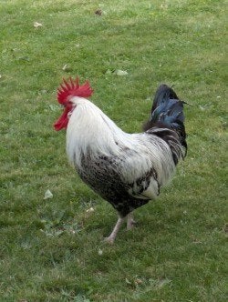 Haan te koop zilverbrakel, Mâle, Poule ou poulet
