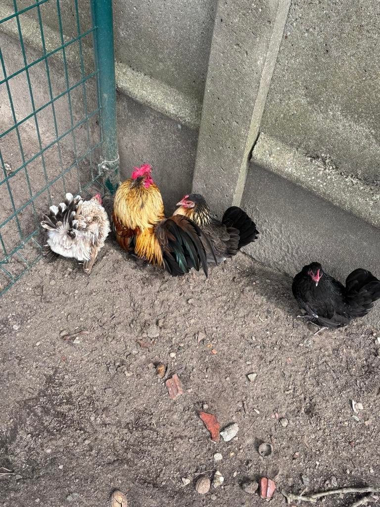 Serama broedeieren, Dieren en Toebehoren