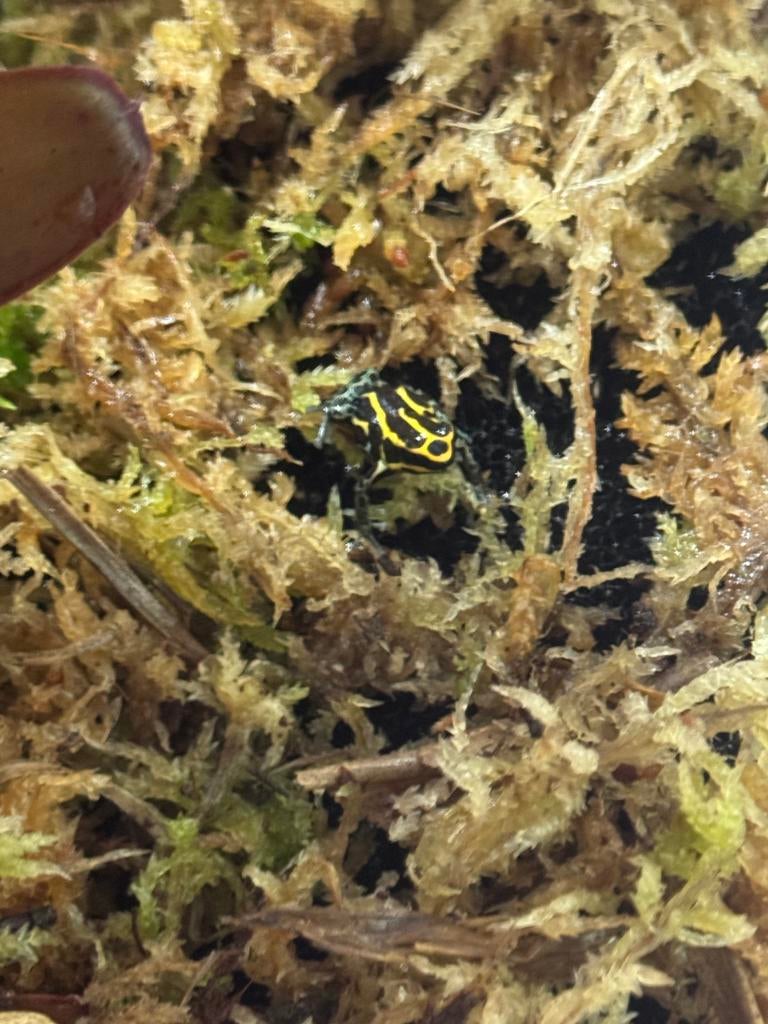 Ranitomeya french guyana, Animaux & Accessoires