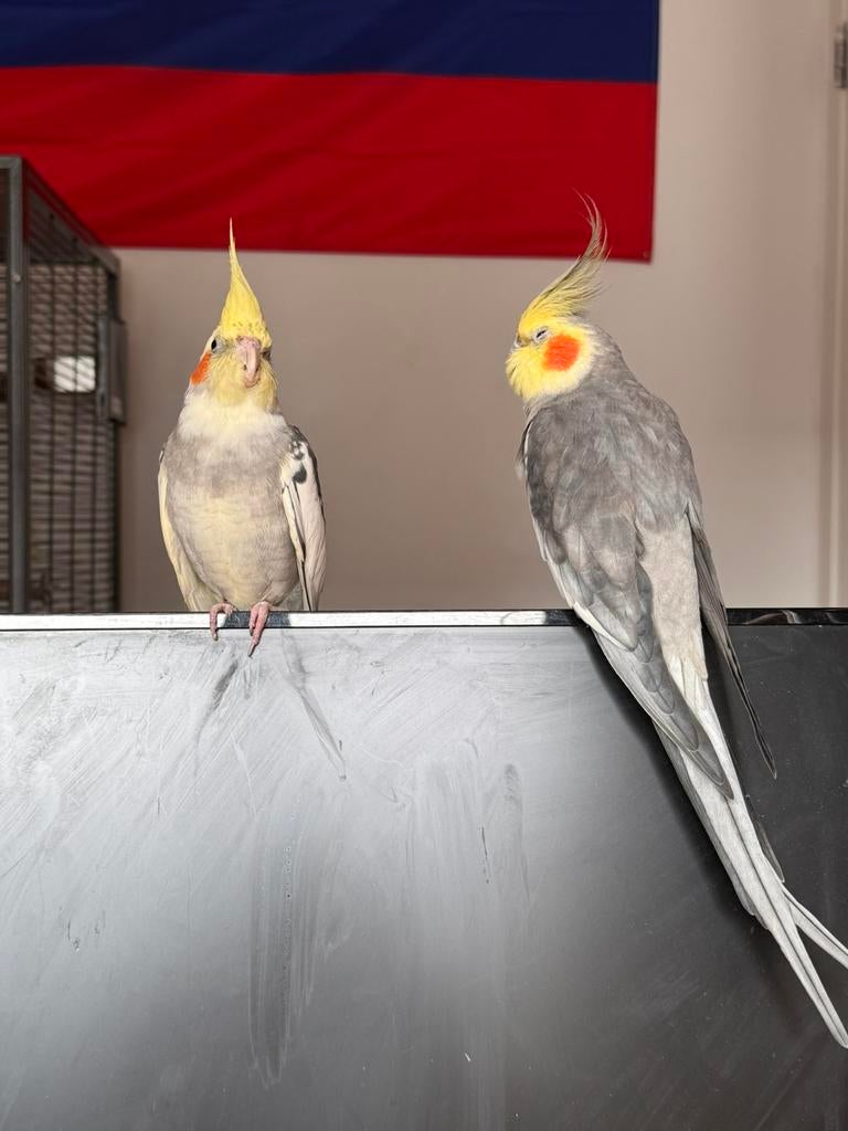 Perruche callopsite, Animaux & Accessoires, Oiseaux | Perruches & Perroquets, Perruche