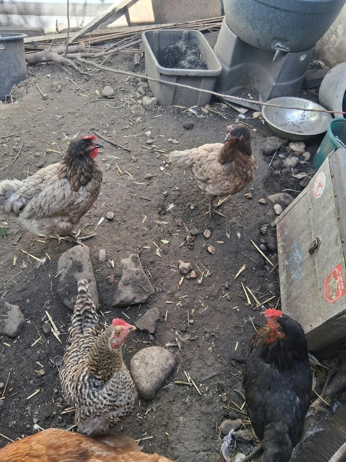poules pondeuses de cette année 2026., Animaux & Accessoires, Enlèvement