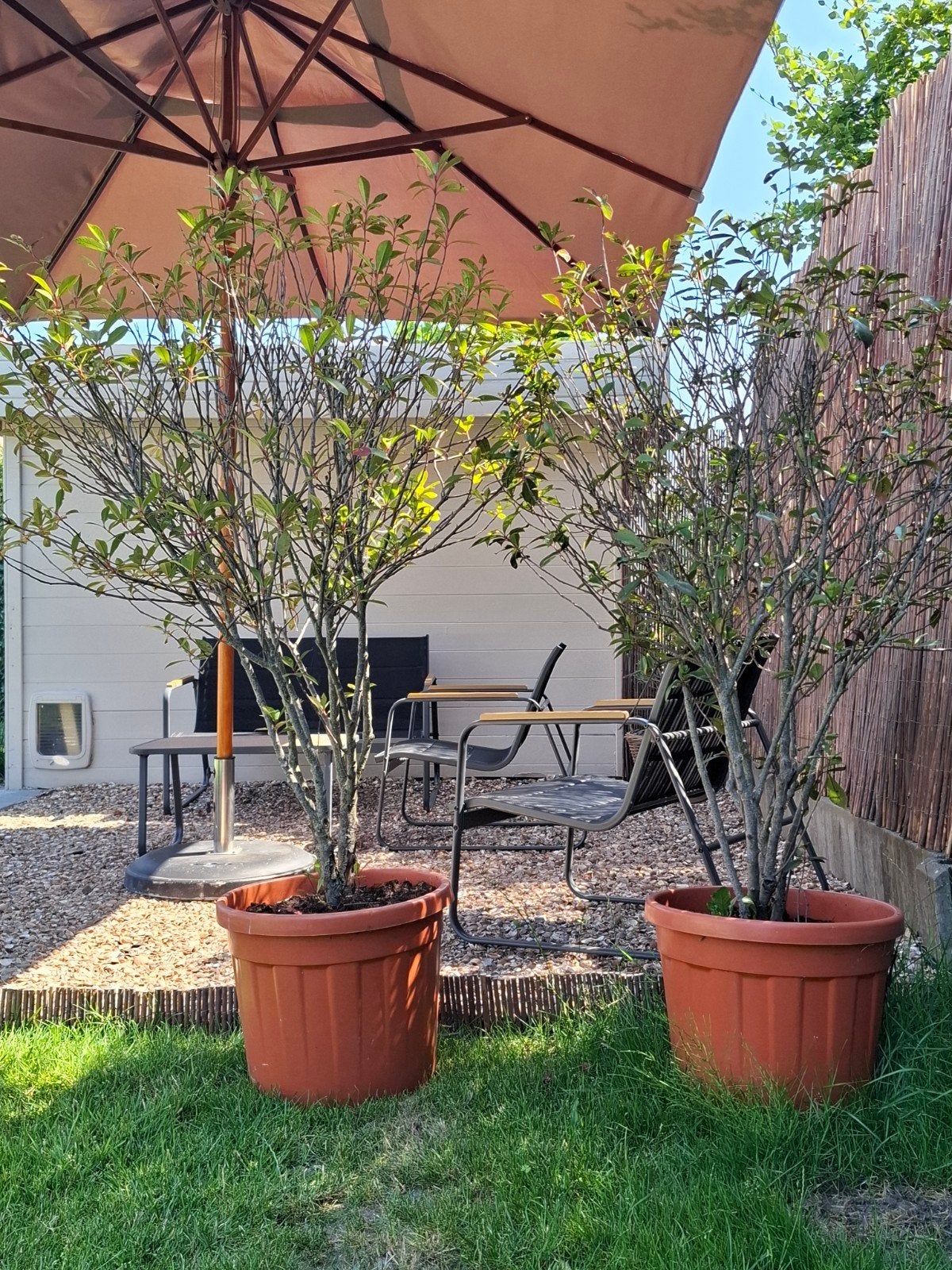 2 belles grandes plantes et un joli pot, Jardin & Terrasse, Enlèvement