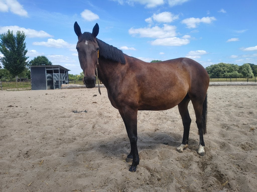 Draagmerries te koop, Dieren en Toebehoren, 7 tot 10 jaar, Onbeleerd, 165 tot 170 cm, Merrie
